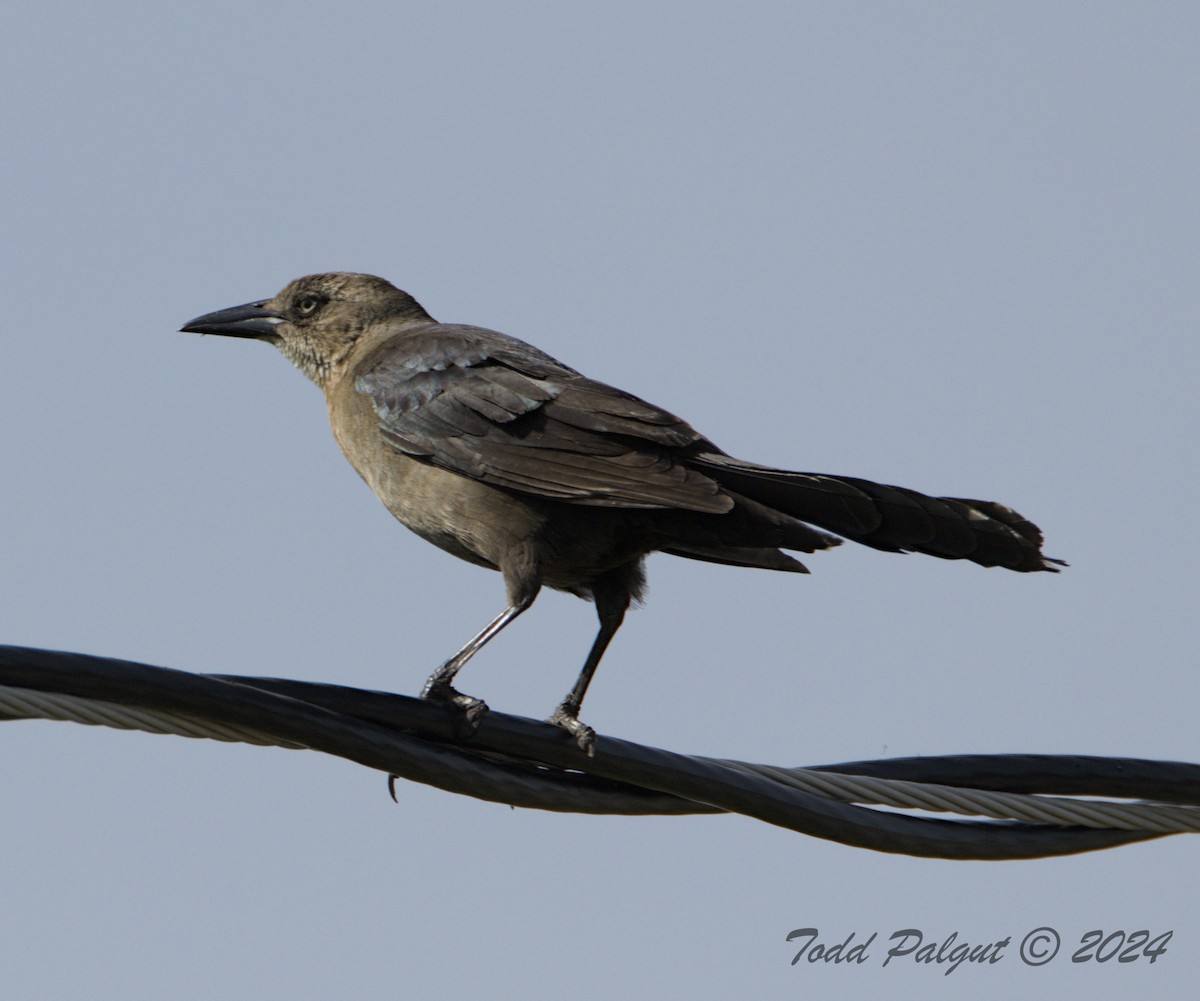 Great-tailed Grackle - ML619929835