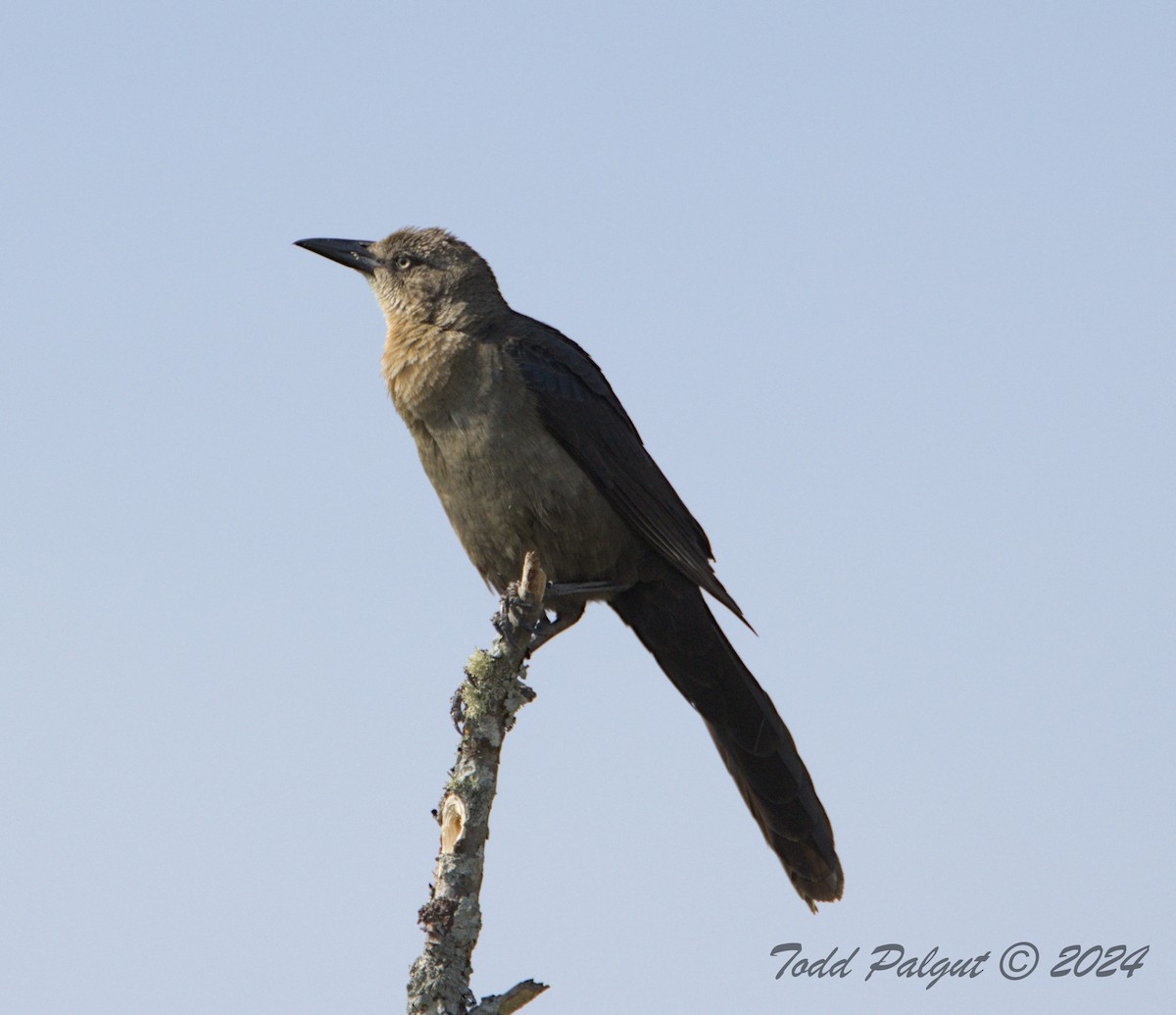 Great-tailed Grackle - ML619929836