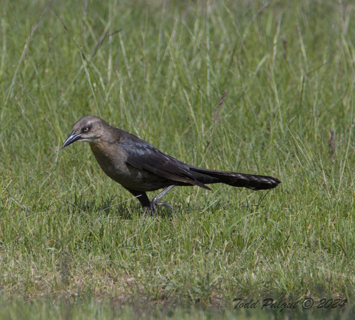 Great-tailed Grackle - ML619929837