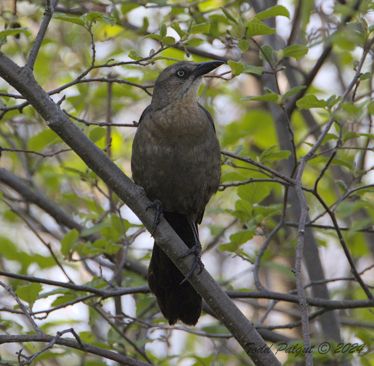 Great-tailed Grackle - ML619929838
