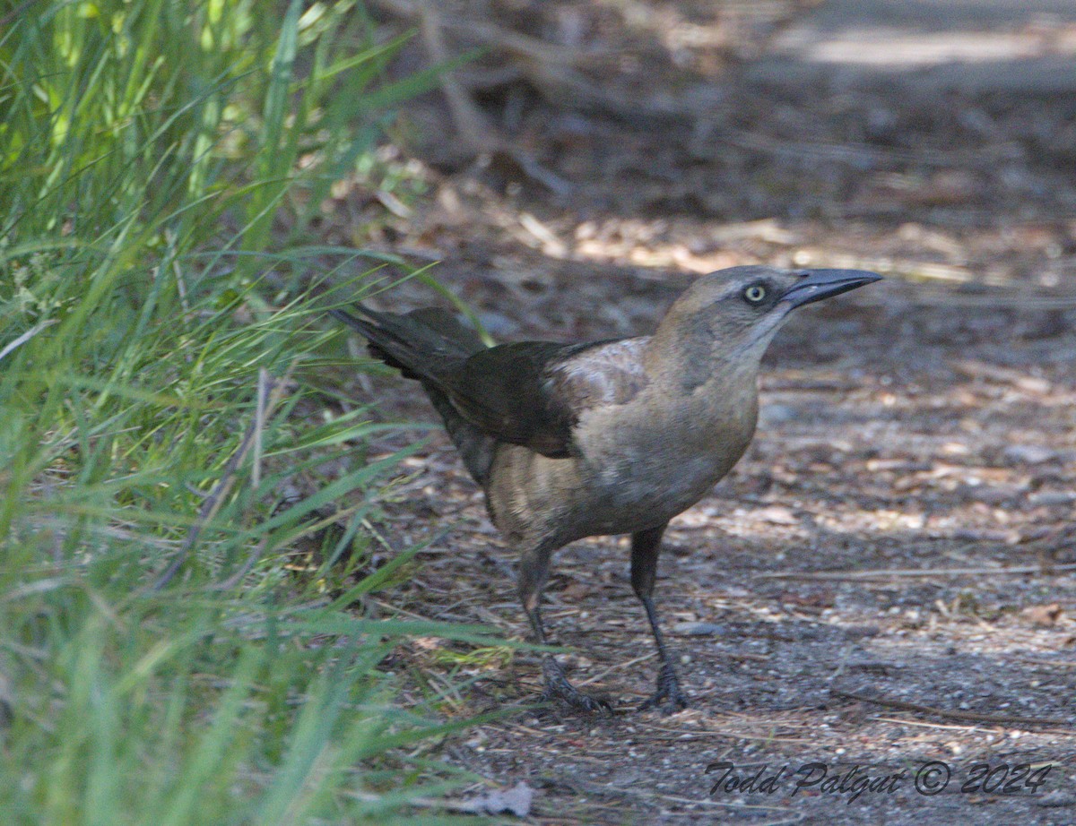 Great-tailed Grackle - ML619929839