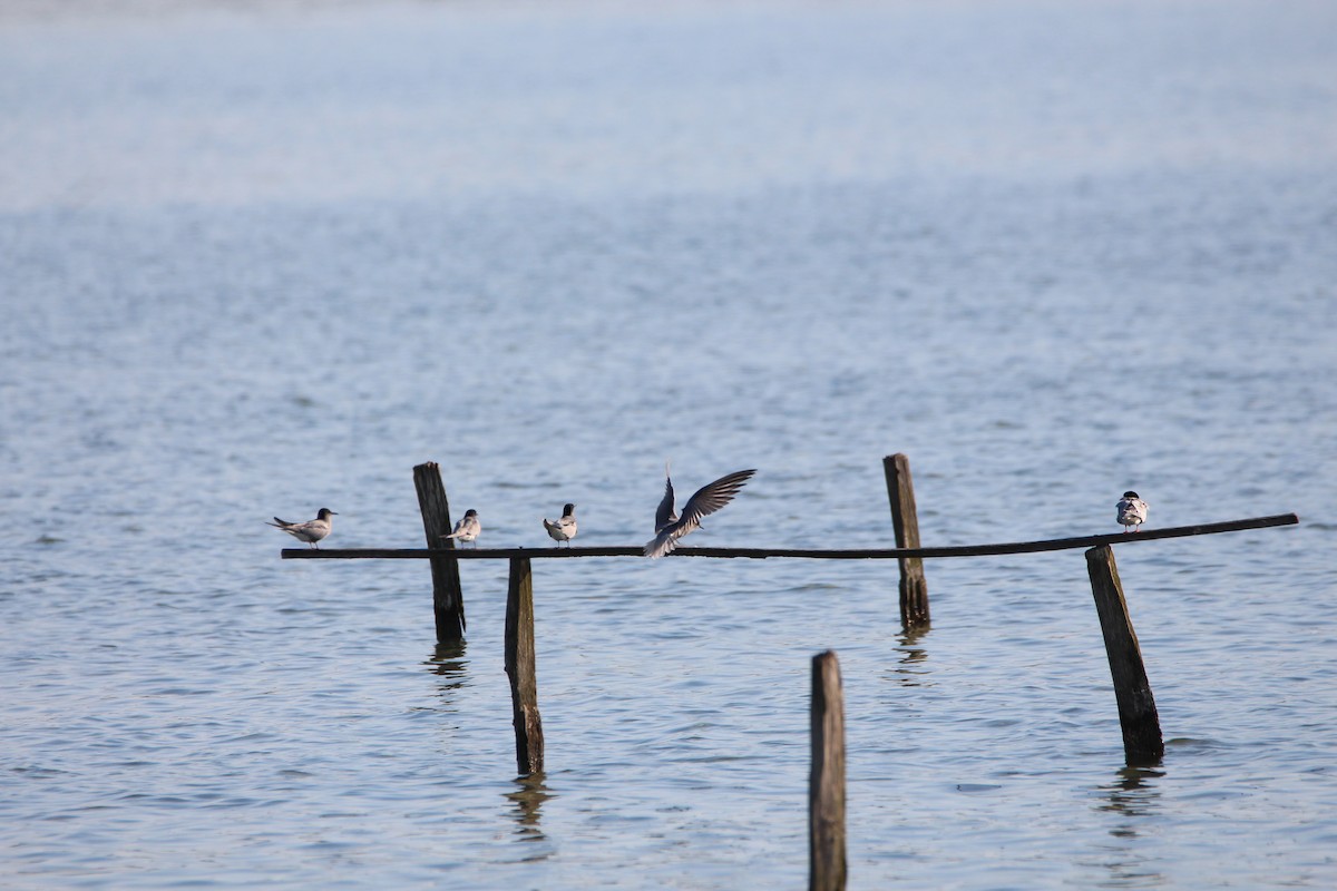 Black Tern - Louis Sergent