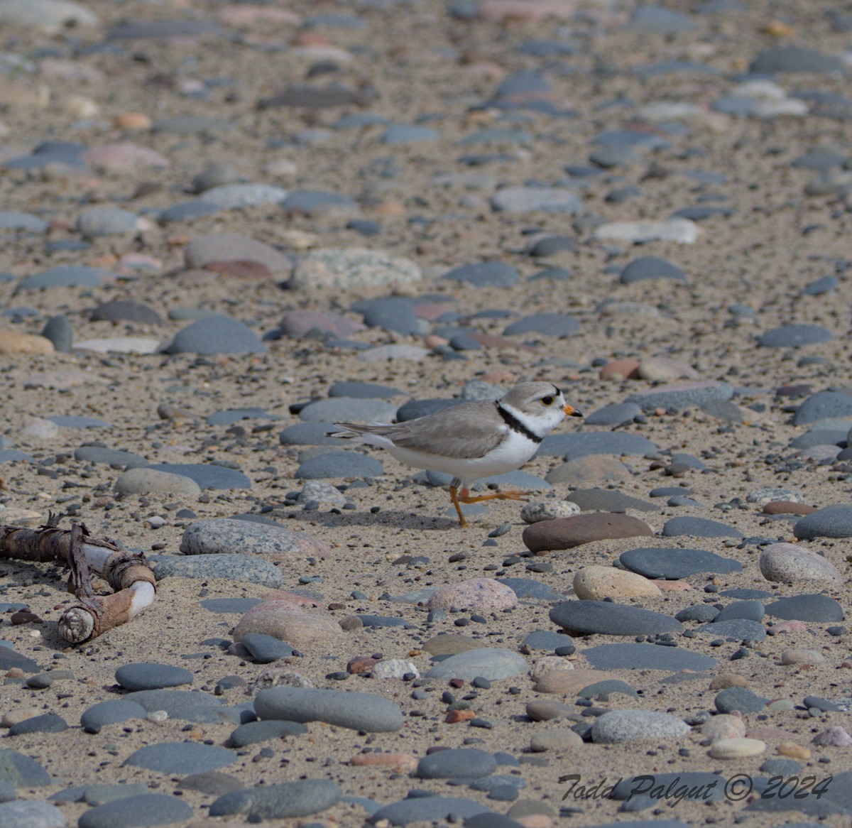 Piping Plover - ML619929848