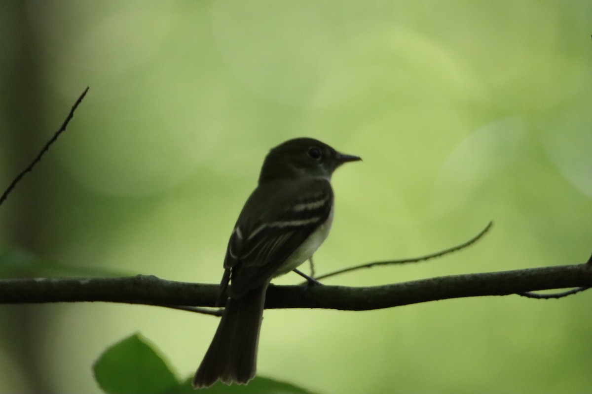 Acadian Flycatcher - ML619929860