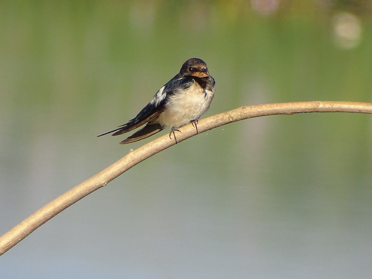 Barn Swallow - ML619929864