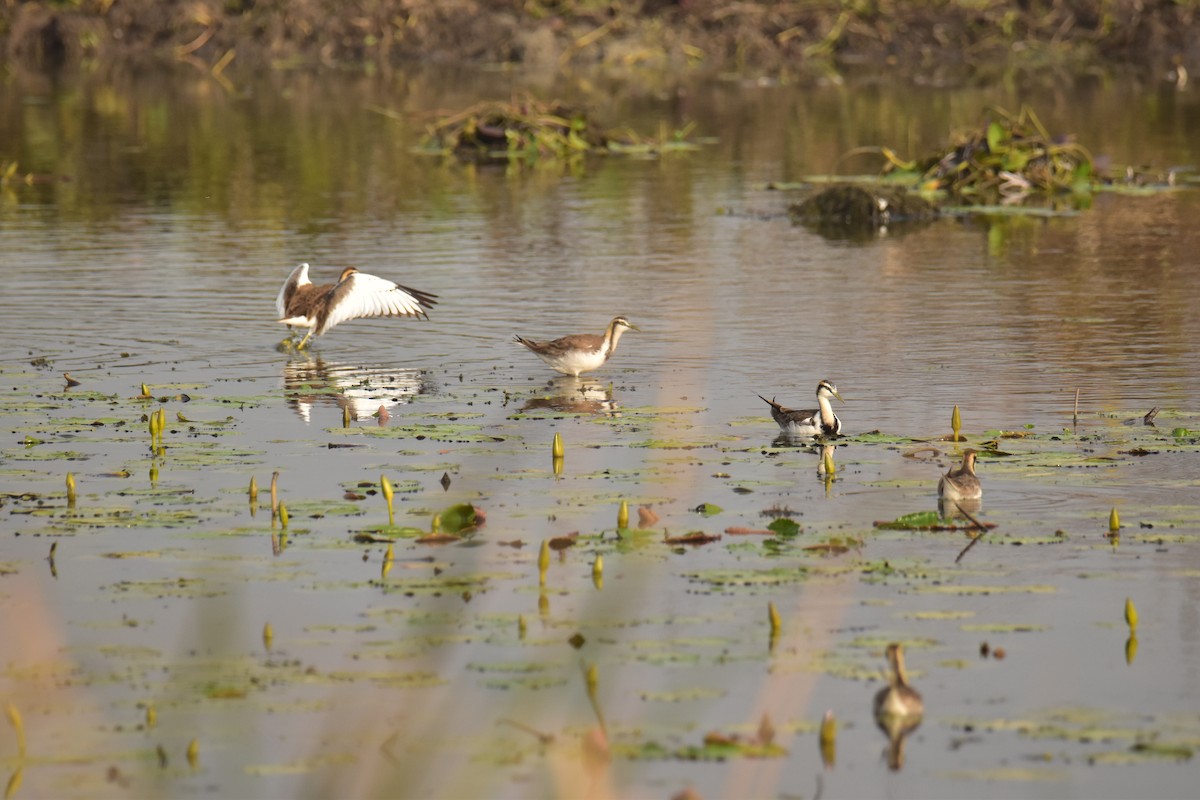 Pheasant-tailed Jacana - ML619929872