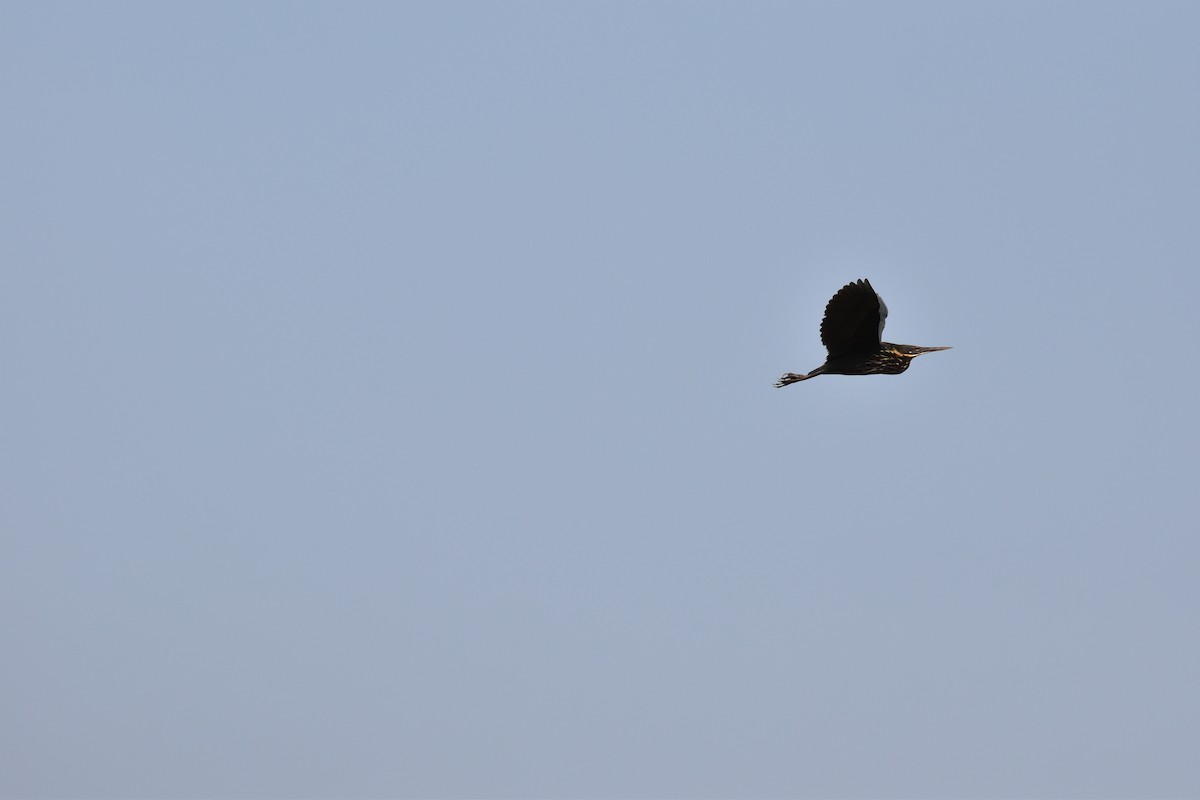 Black Bittern - ML619929881