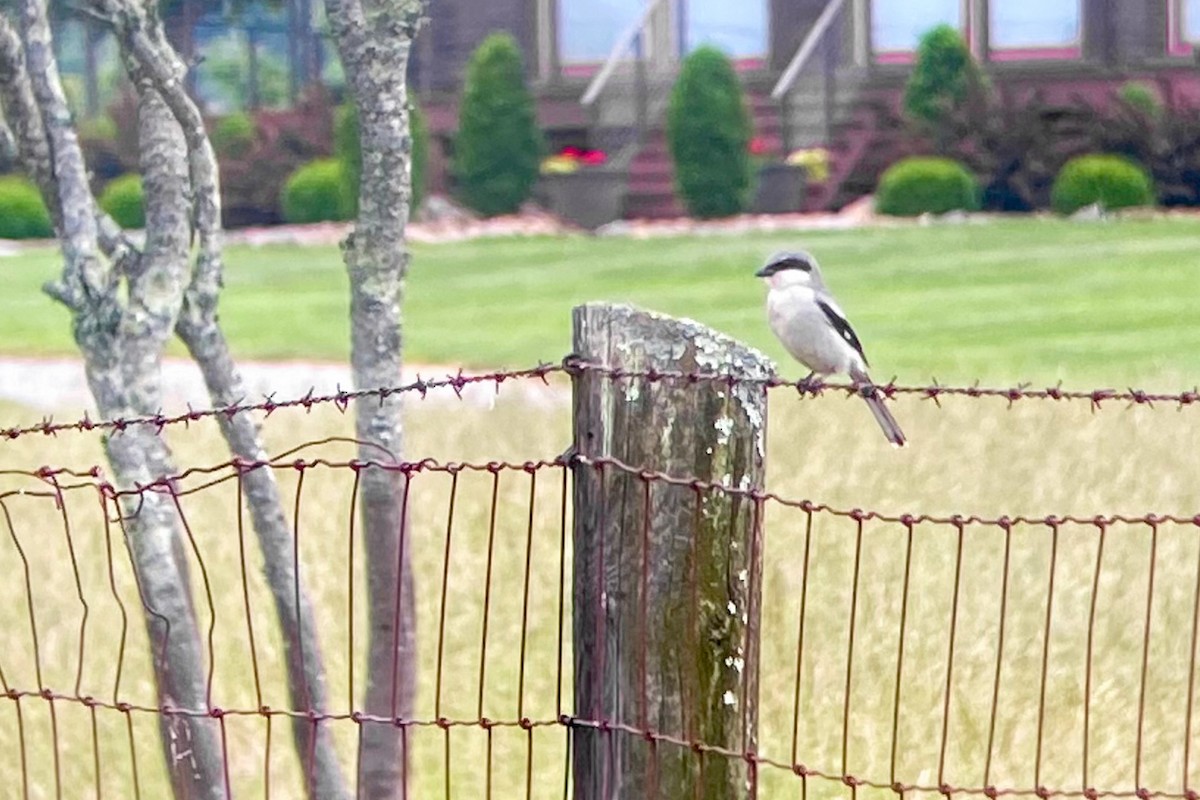 Loggerhead Shrike - ML619929905