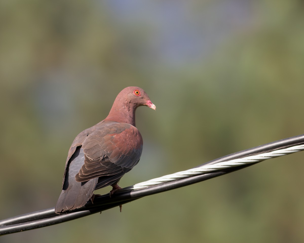 Pigeon à bec rouge - ML619929906
