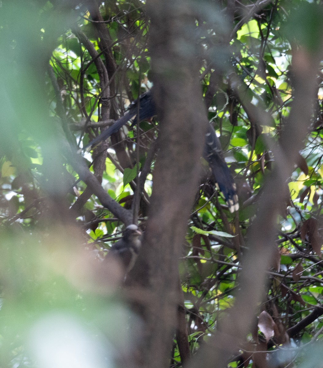 Red-billed Blue-Magpie - ML619929907