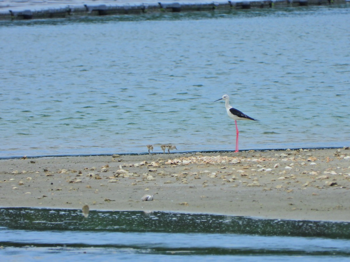 Black-winged Stilt - ML619929910