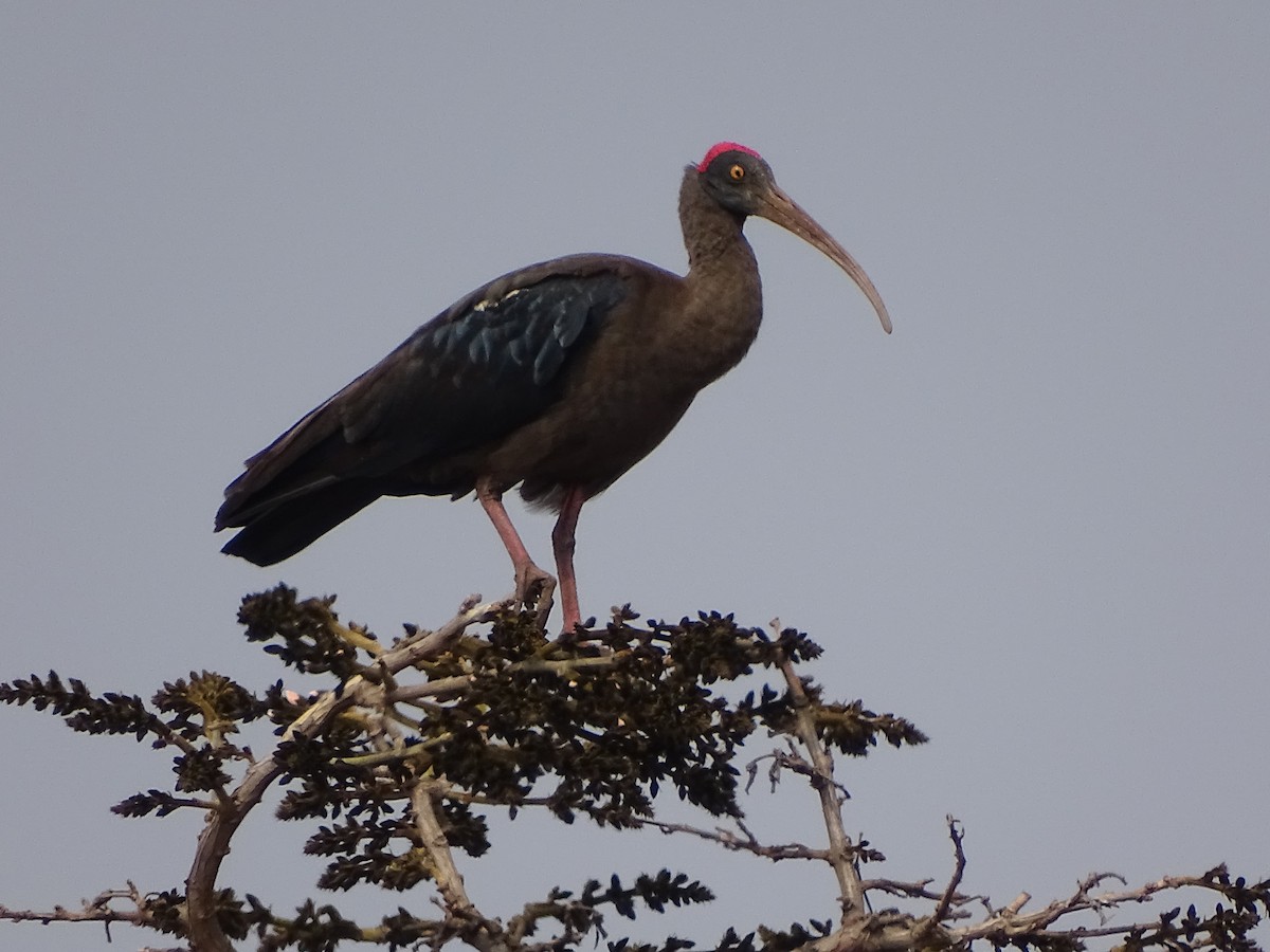 ibis bradavičnatý - ML619929918
