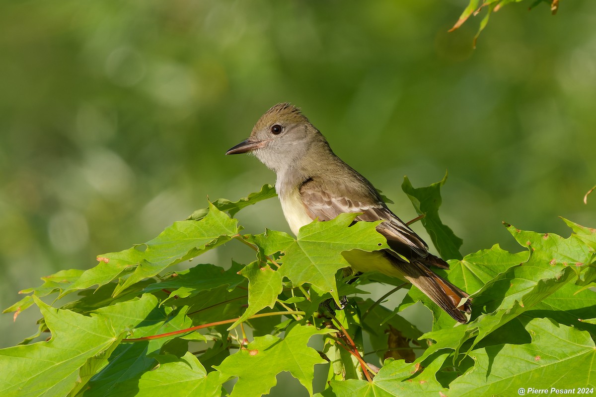 Great Crested Flycatcher - ML619929921