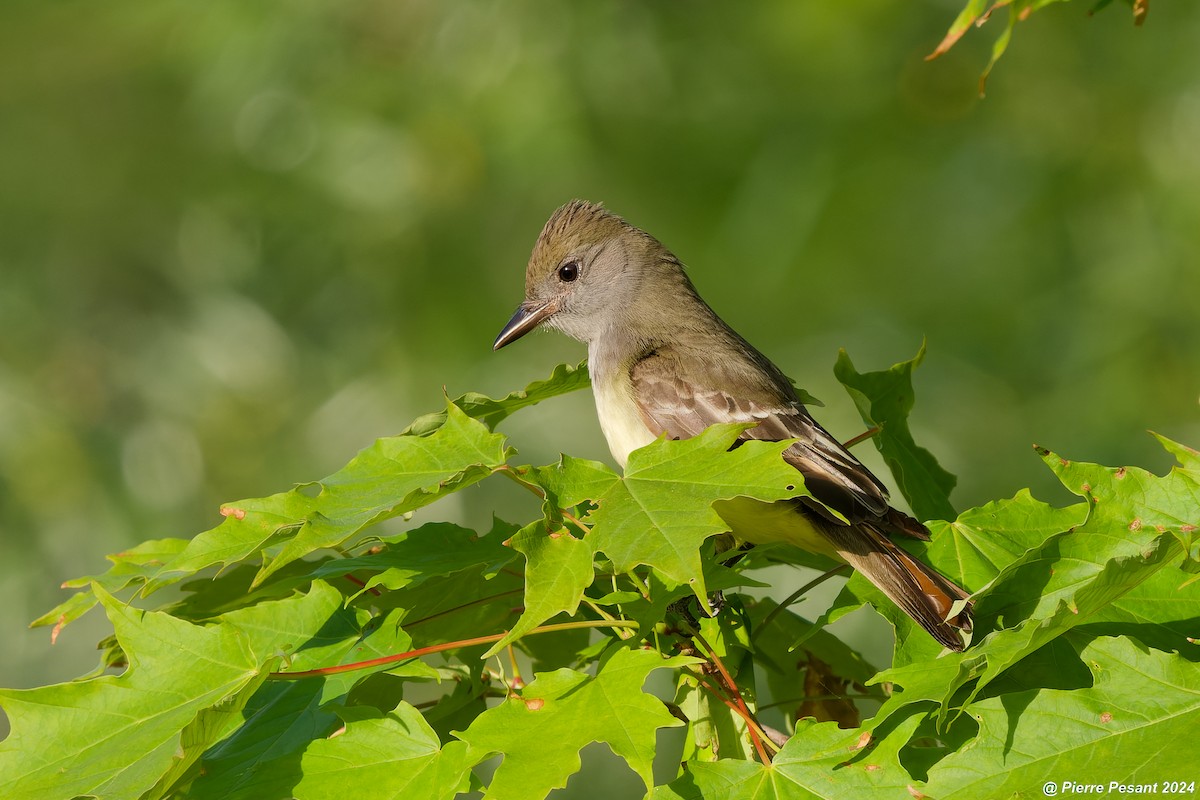 Great Crested Flycatcher - ML619929922