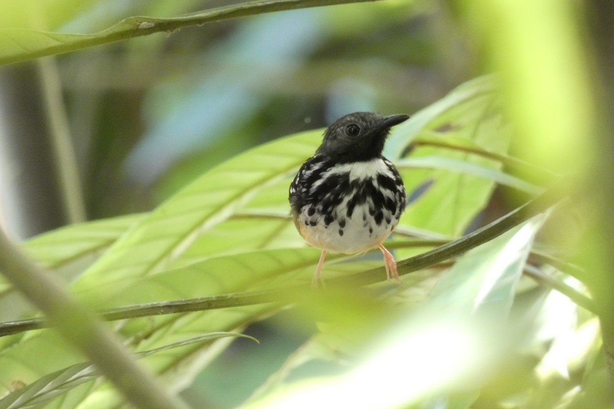 Spot-backed Antbird - ML619929927