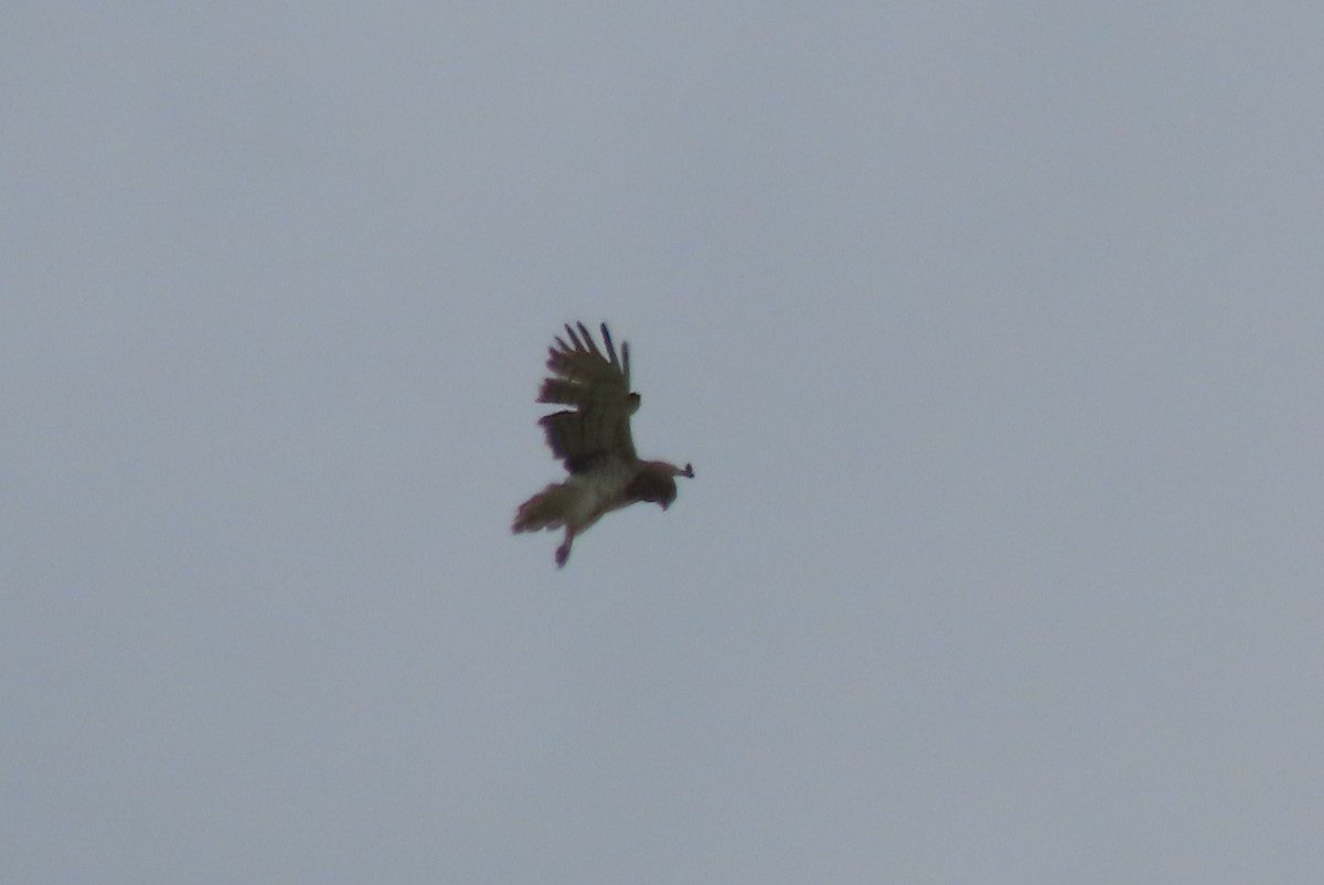 Short-toed Snake-Eagle - ML619929941