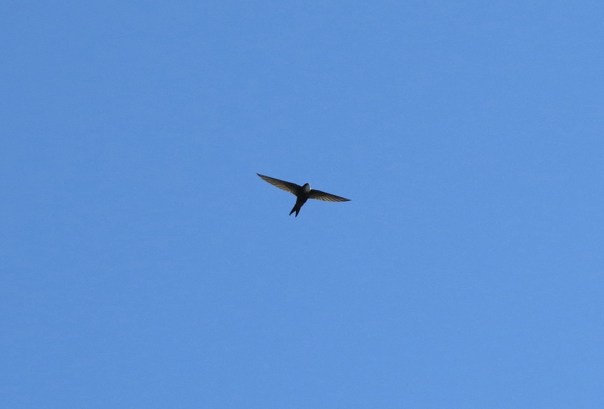 Common Swift - ML619929944