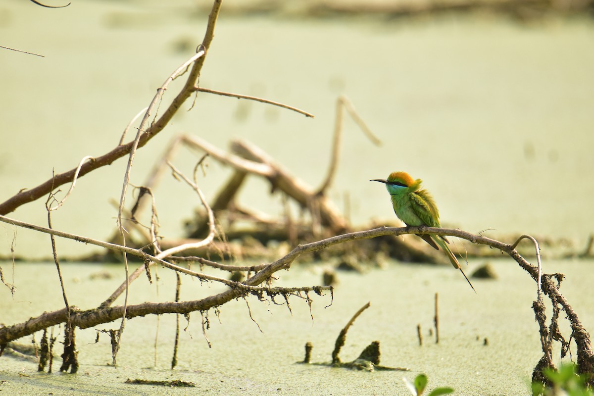 Asian Green Bee-eater - ML619929945