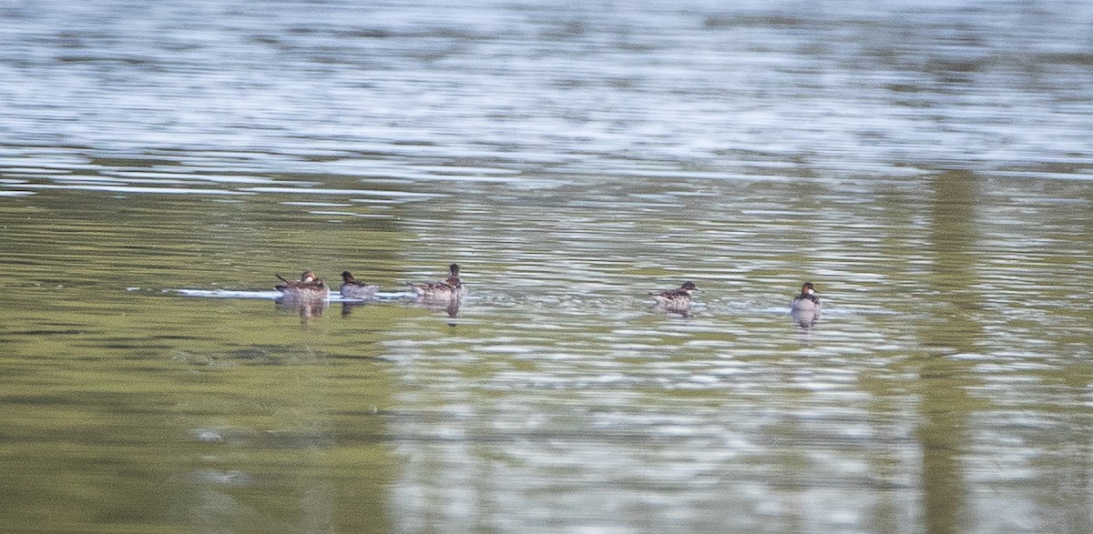 Phalarope à bec étroit - ML619929953