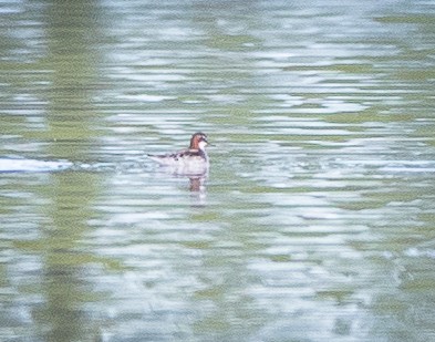 Phalarope à bec étroit - ML619929956