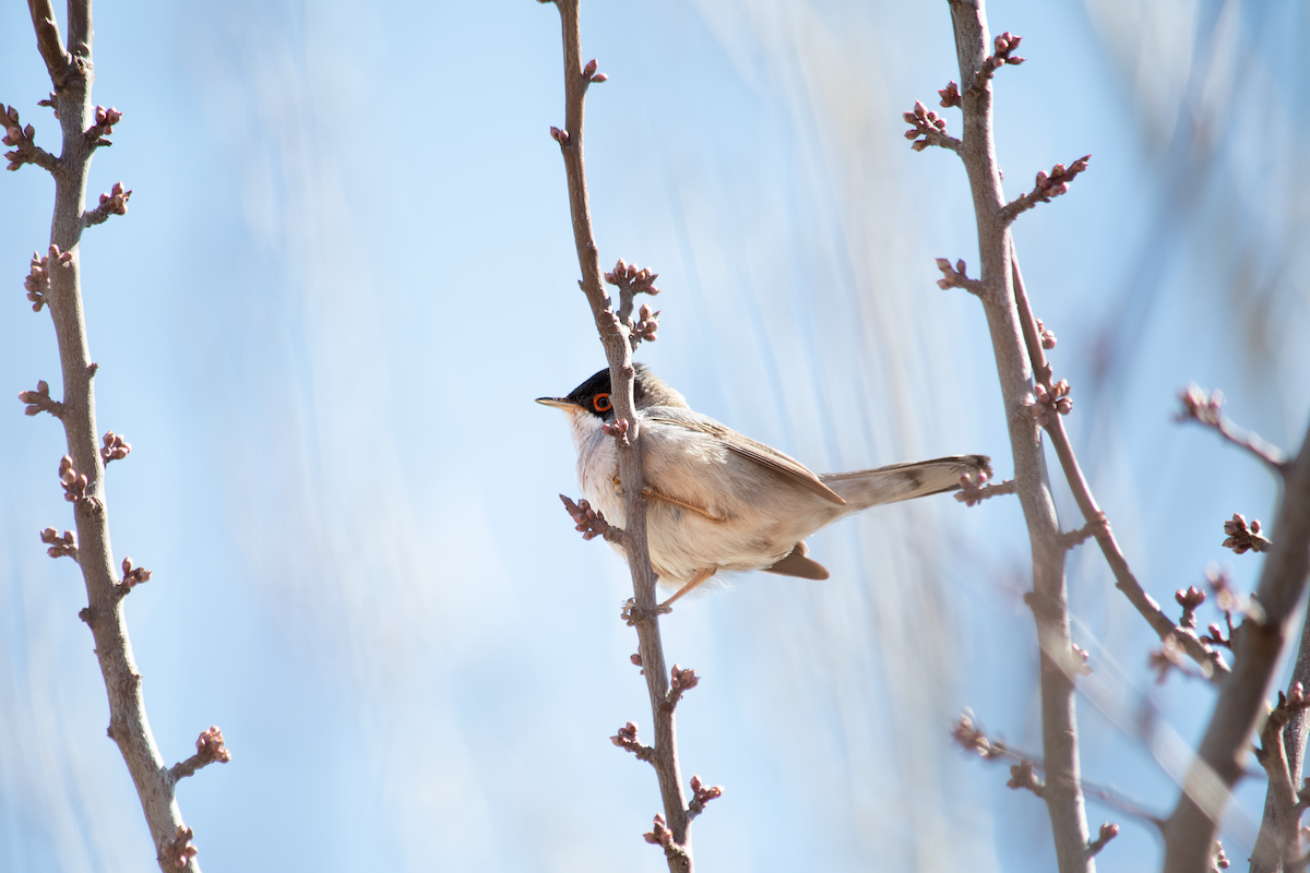 Menetries's Warbler - ML619929966