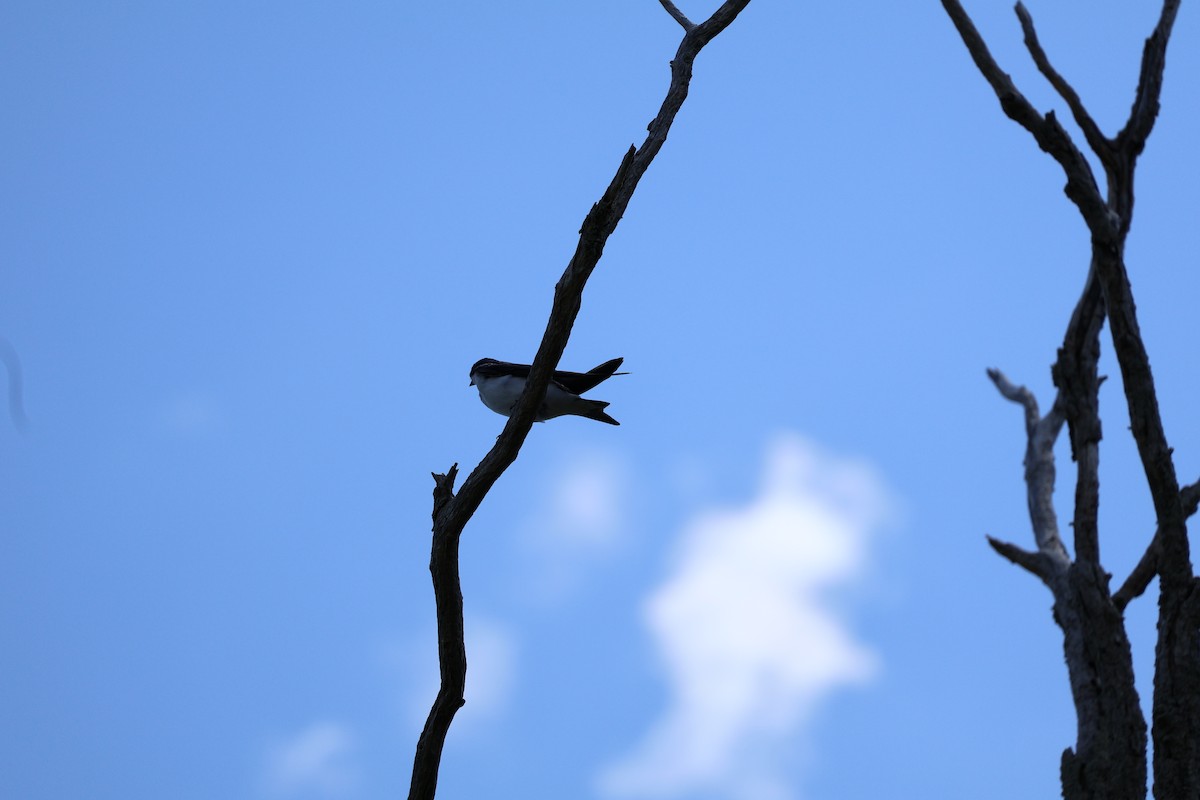 Golondrina Bicolor - ML619929973