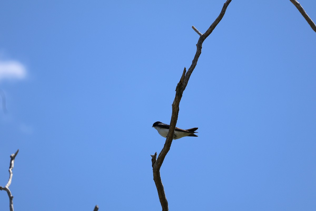 Tree Swallow - ML619929974