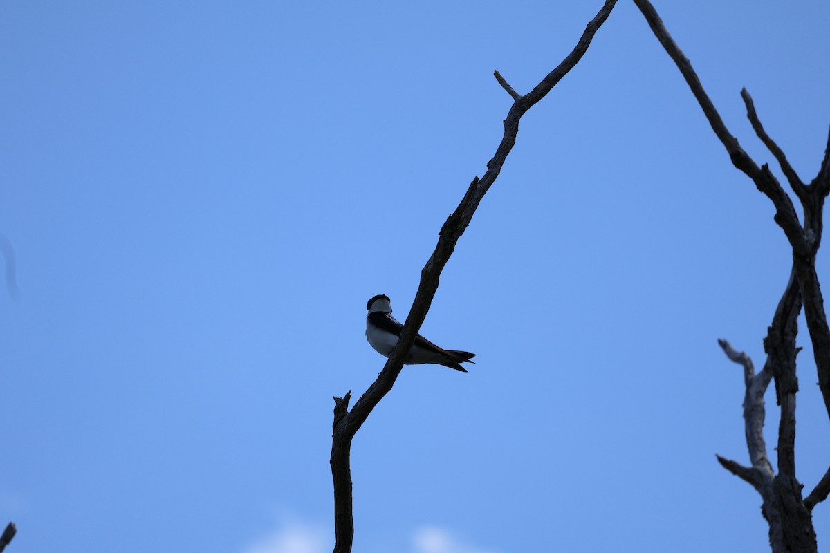Tree Swallow - ML619929975