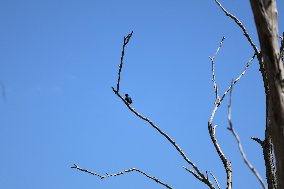 Tree Swallow - ML619929978
