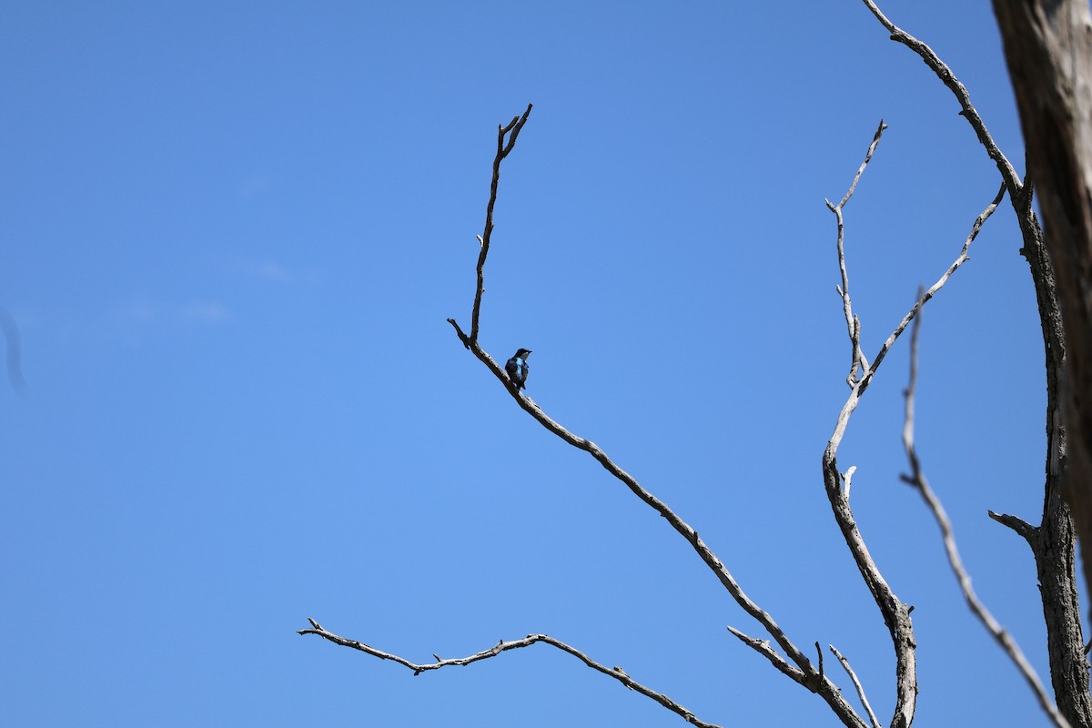 Tree Swallow - Dawn Lausier