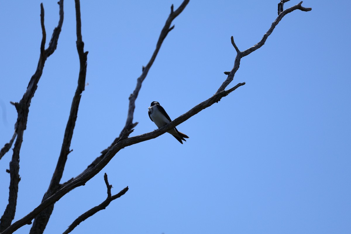 Tree Swallow - ML619929980