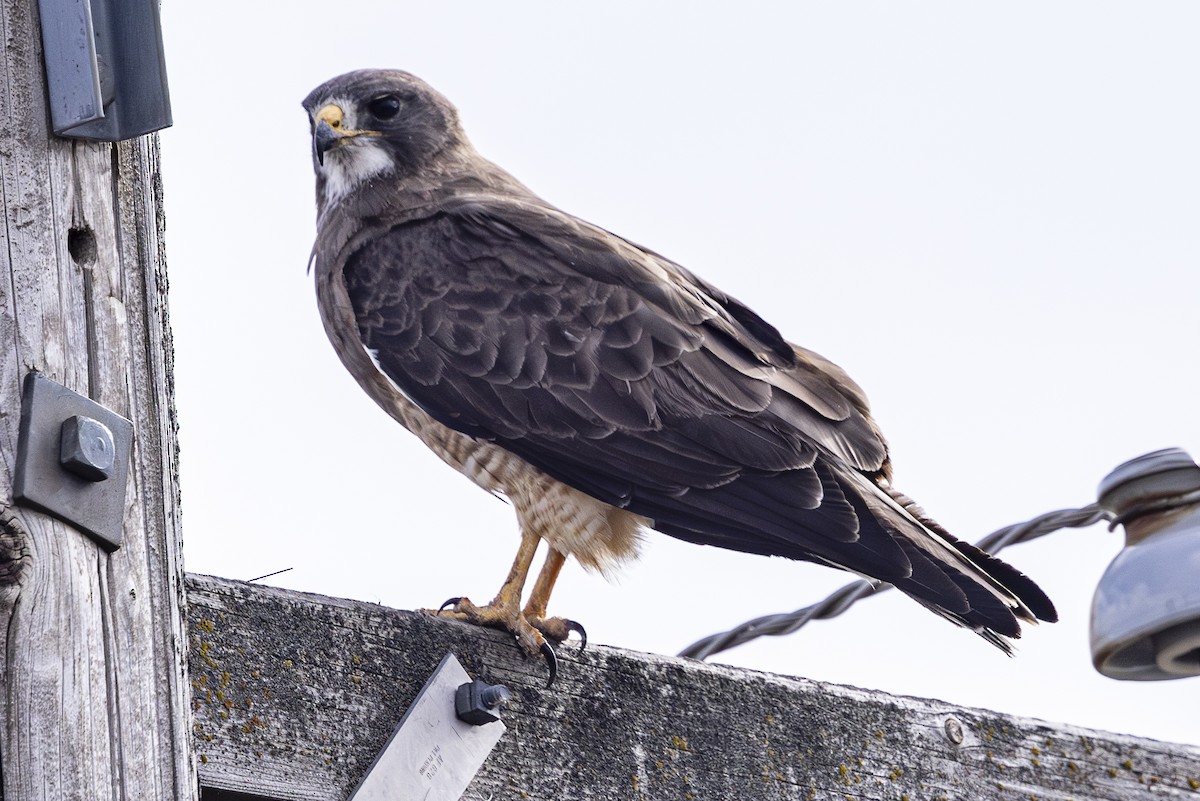 Swainson's Hawk - ML619929983