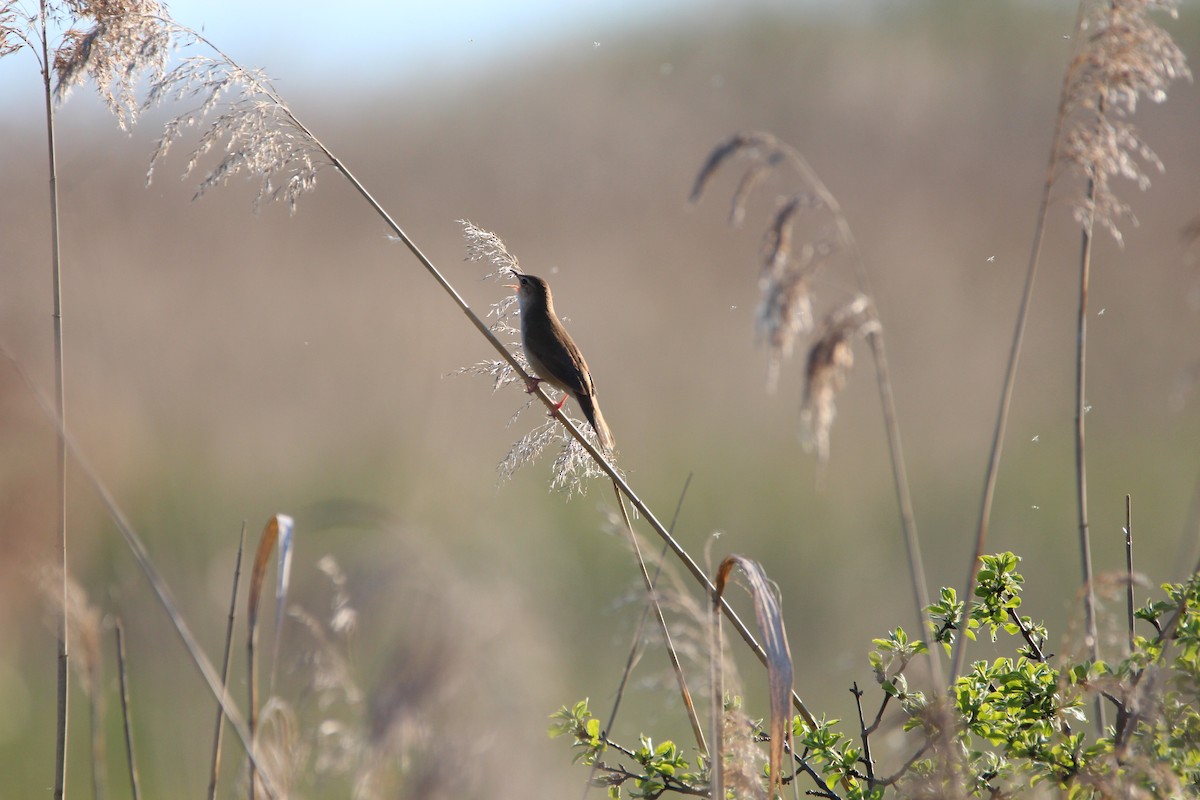 Savi's Warbler - Louis Sergent