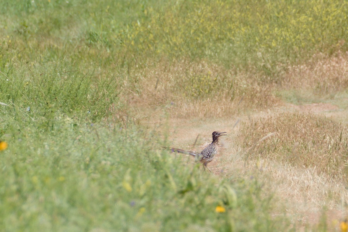 Greater Roadrunner - ML619929999