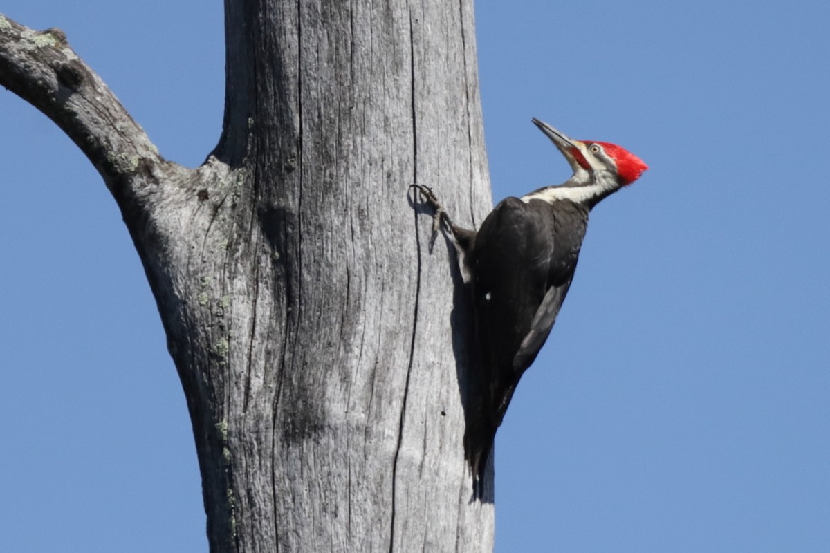 Pileated Woodpecker - ML619930005