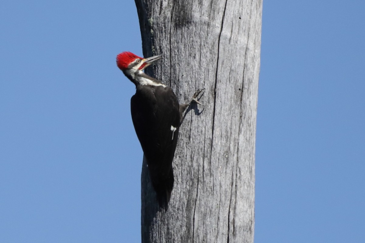 Pileated Woodpecker - ML619930007