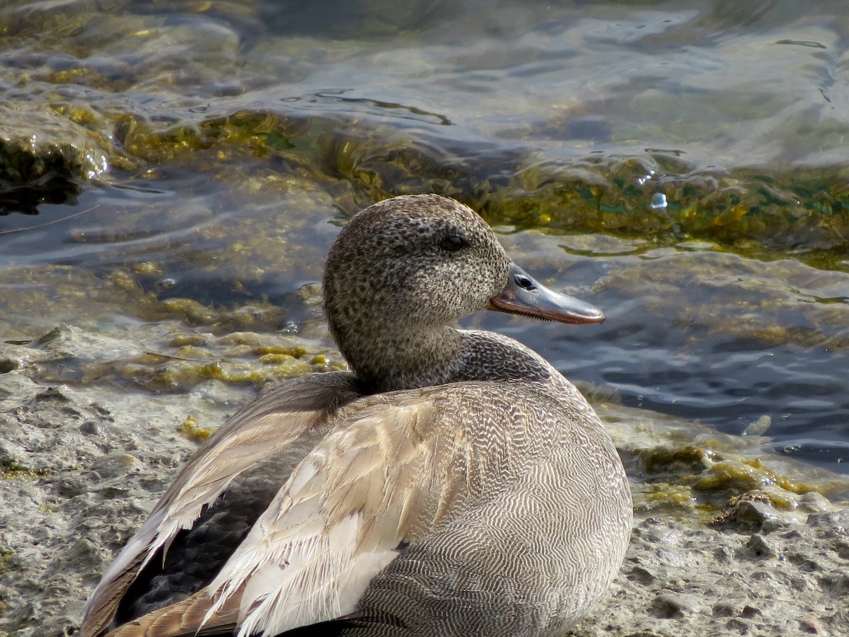 Gadwall - ML619930024