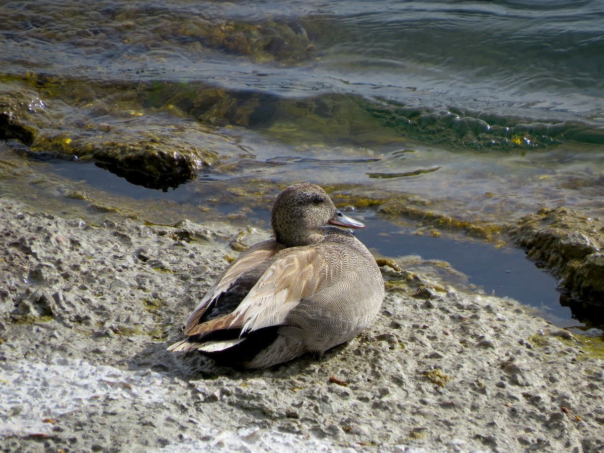 Бор нугас - ML619930025