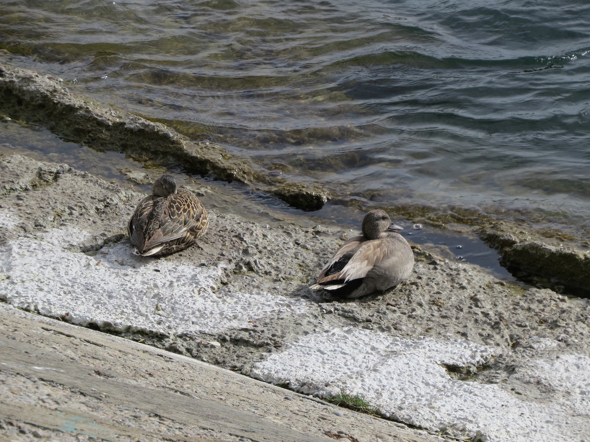 Бор нугас - ML619930026