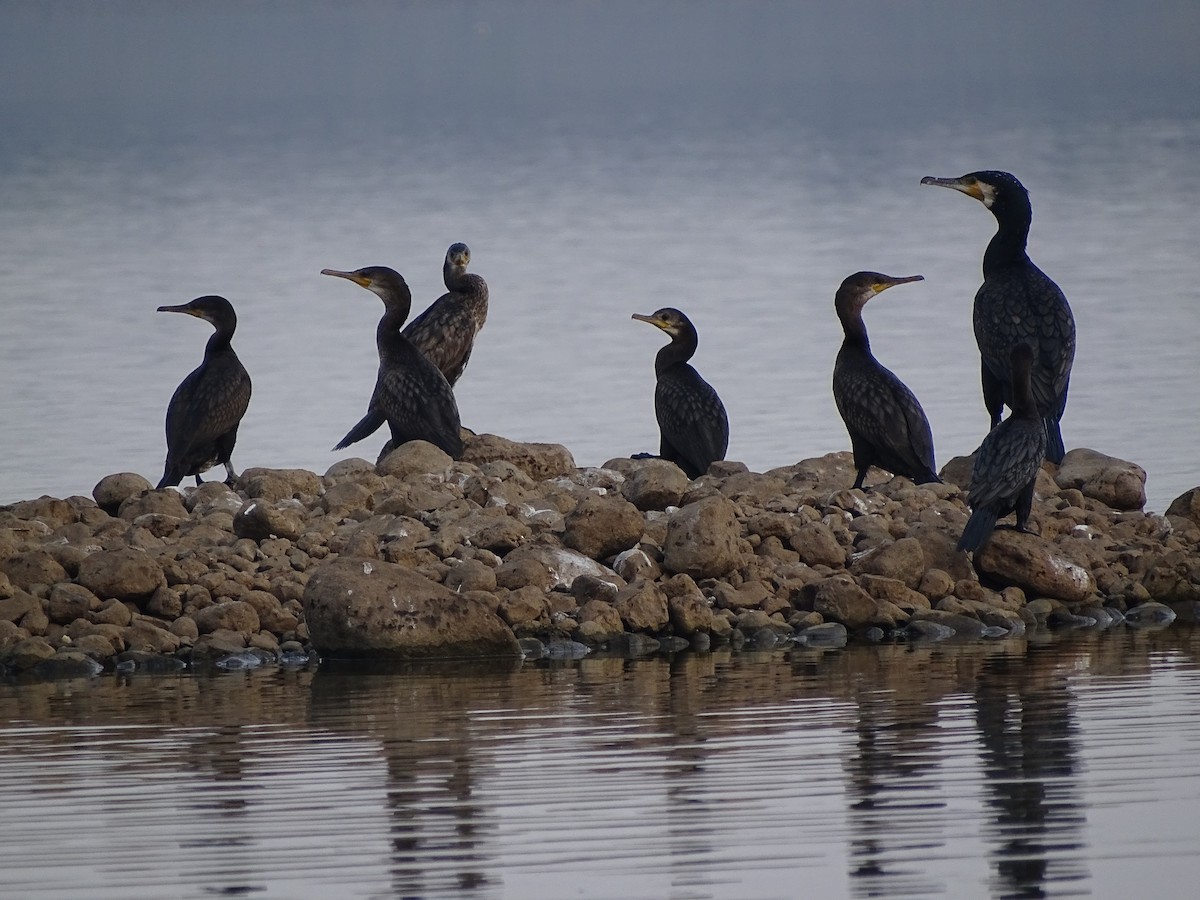 Great Cormorant - ML619930027