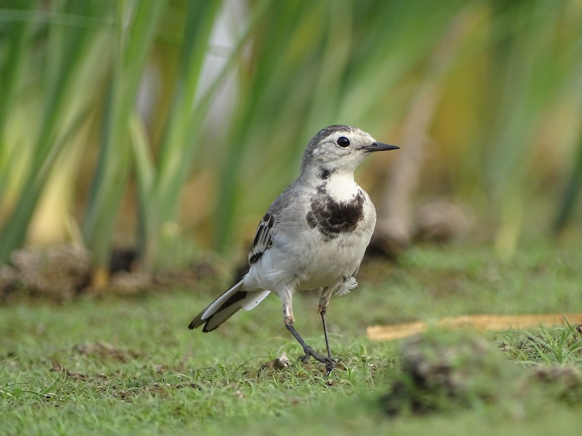 White Wagtail - ML619930032