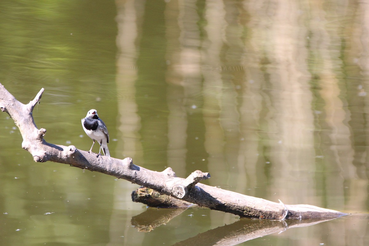 White Wagtail - ML619930037