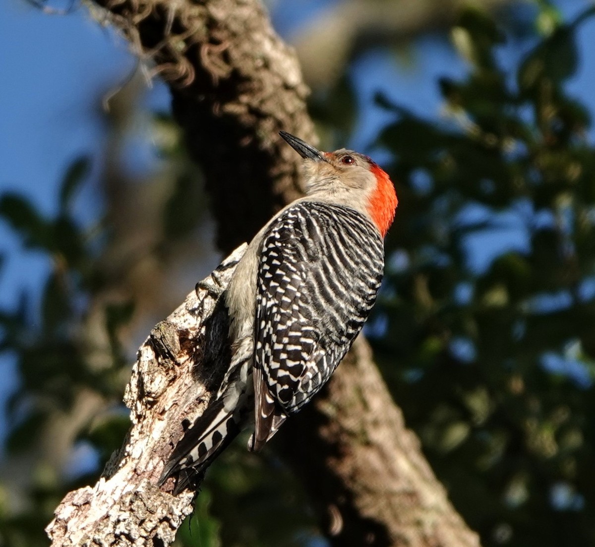 Red-bellied Woodpecker - ML619930042