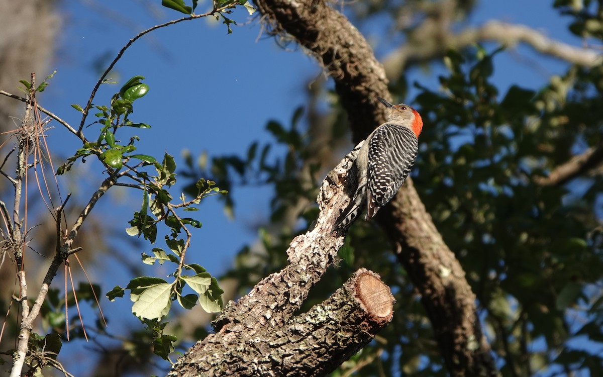 Red-bellied Woodpecker - ML619930043