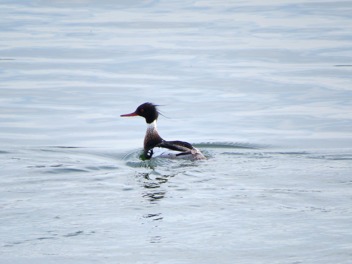 Red-breasted Merganser - ML619930046