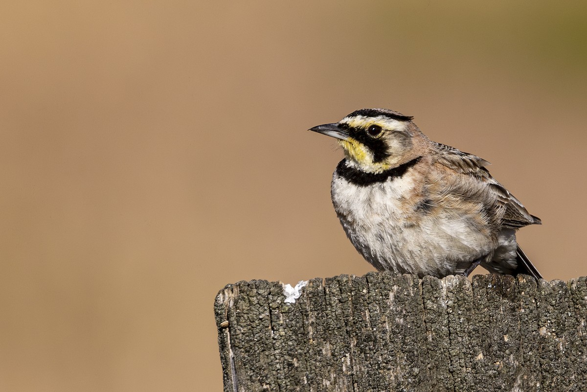 Horned Lark - ML619930056