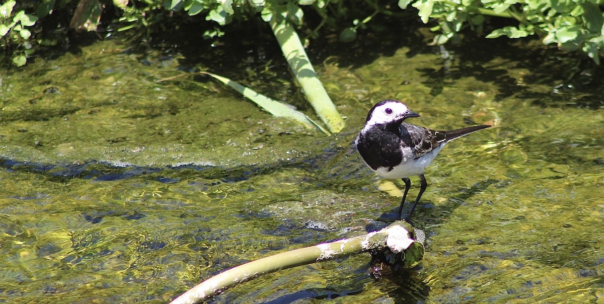 White Wagtail (White-faced) - ML619930073
