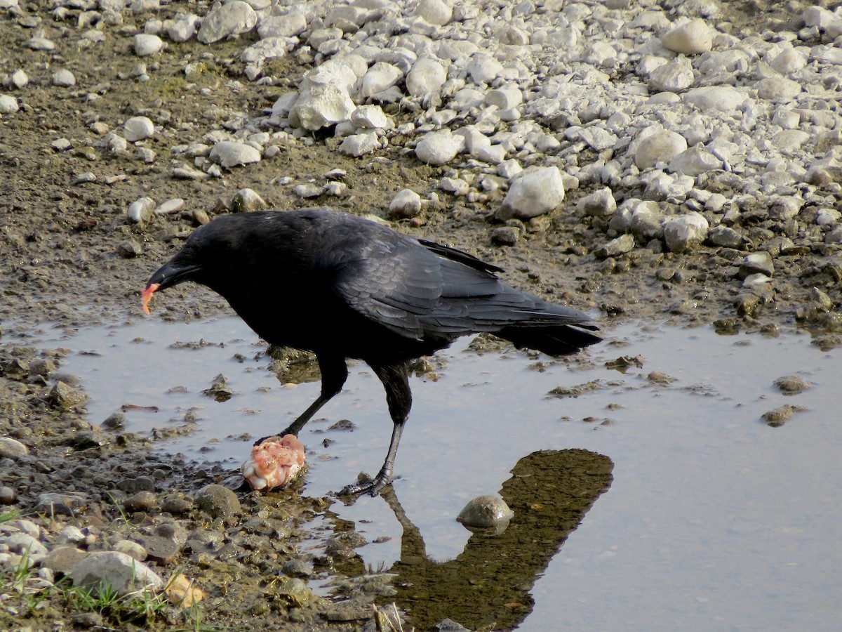 Хар хэрээ - ML619930075