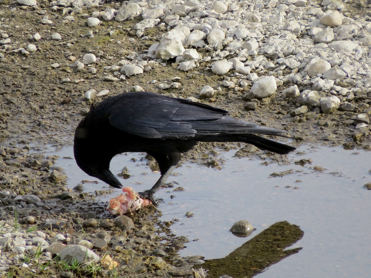 Хар хэрээ - ML619930076