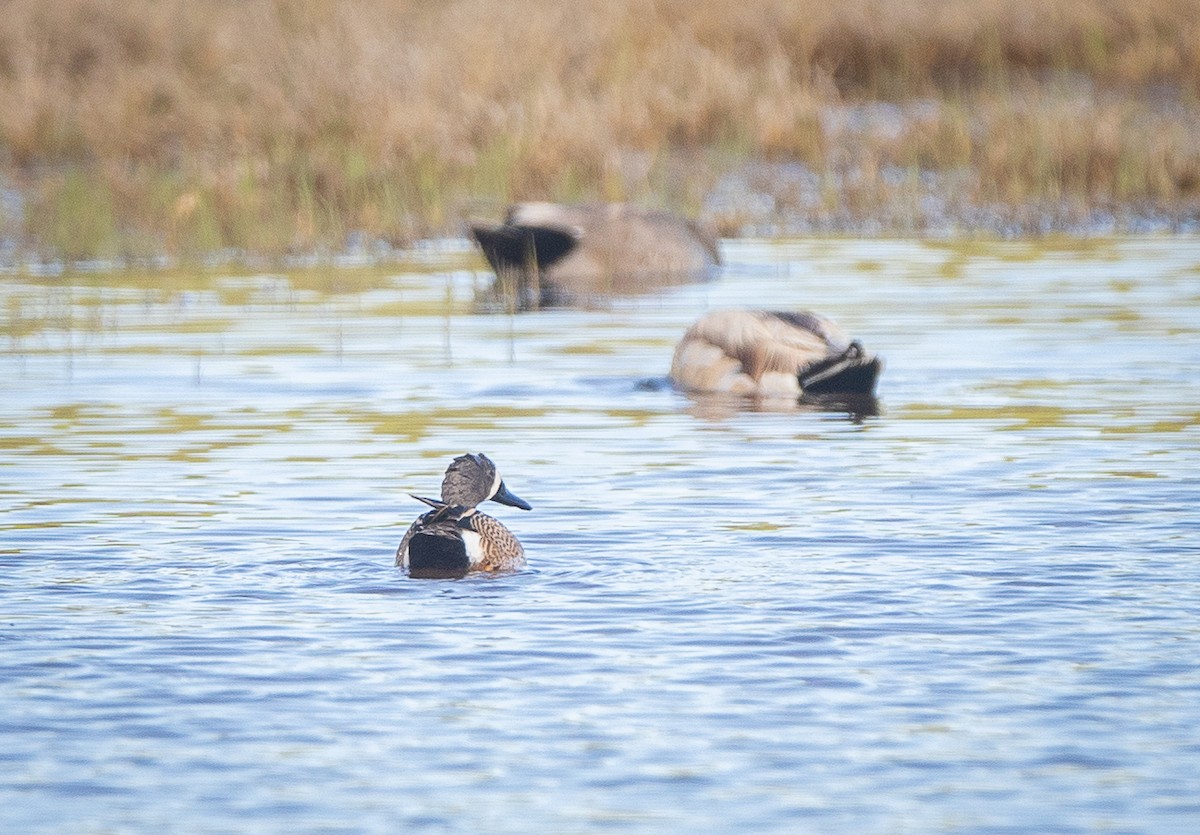 Blue-winged Teal - ML619930084